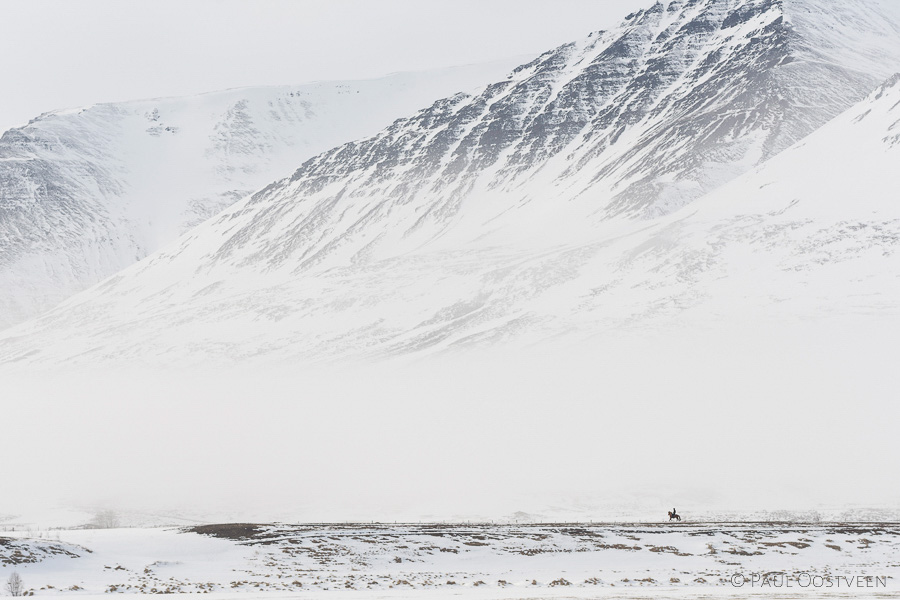 Paard met ruiter bij een met sneeuw bedekte berg. Winter in IJsland.