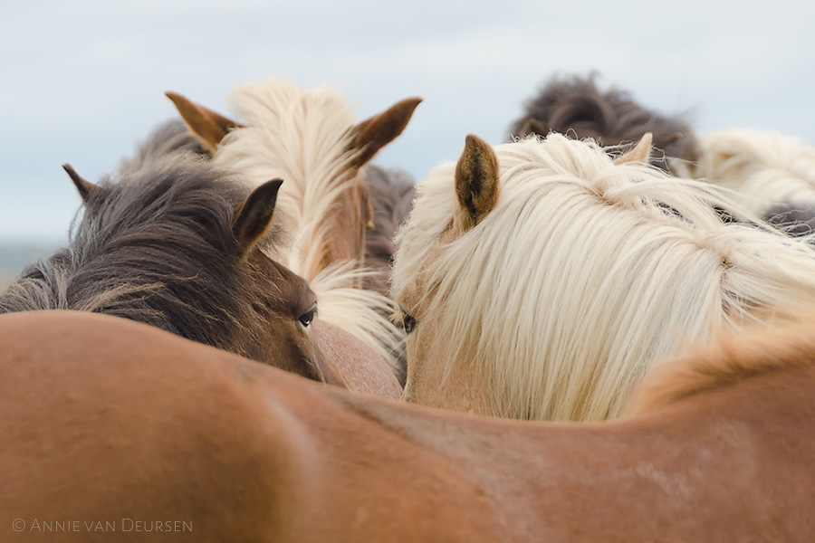 IJslandse paarden. Icelandic horses.