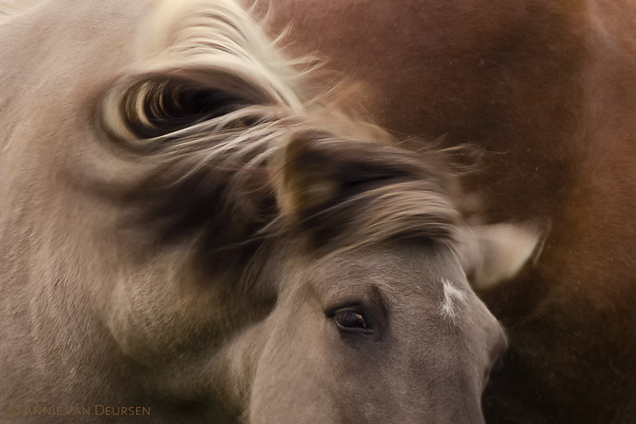 IJslandse paarden. Icelandic horses.