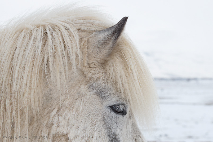 IJslands paard in de sneeuw.