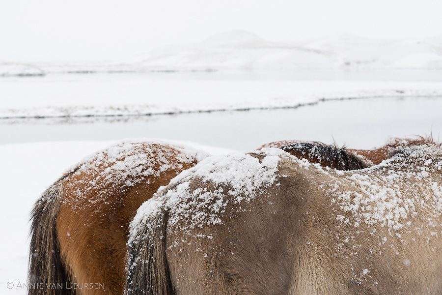 IJslandse paarden in de sneeuw bij Mývatn.
