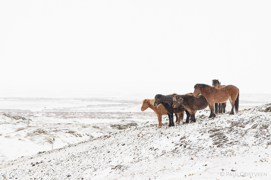 IJslandse paarden in de sneeuw in Mývatn.